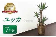 ユッカ 観葉植物 植物 7号鉢 人気 おしゃれ かわいい お手入れ 室内 大鉢 中型 インテリア リビング 玄関 寝室 キッチン オフィス プレゼント ギフト 新居 入居 インテリアグリーン グリーン 緑 植物