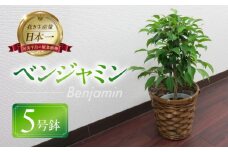 ベンジャミン 観葉植物 植物 5号鉢 人気 おしゃれ かわいい お手入れ 室内 大鉢 中型 インテリア リビング 玄関 寝室 キッチン オフィス プレゼント ギフト 新居 入居 インテリアグリーン グリーン 緑 植物