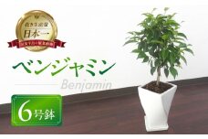ベンジャミン 観葉植物 植物 6号鉢 人気 おしゃれ かわいい お手入れ 室内 大鉢 中型 インテリア リビング 玄関 寝室 キッチン オフィス プレゼント ギフト 新居 入居 インテリアグリーン グリーン 緑 植物