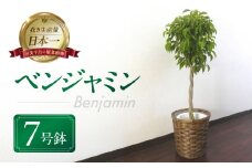 ベンジャミン 観葉植物 植物 7号鉢 人気 おしゃれ かわいい お手入れ 室内 大鉢 中型 インテリア リビング 玄関 寝室 キッチン オフィス プレゼント ギフト 新居 入居 インテリアグリーン グリーン 緑 植物