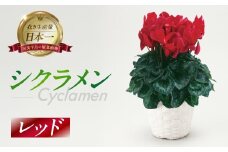 シクラメン レッド 観葉植物 植物 5号鉢 人気 おしゃれ かわいい 初心者 枯れにくい 育てやすい お手入れ 室内 大鉢 中型 インテリア リビング 玄関 寝室 キッチン オフィス プレゼント ギフト 冬 クリスマス