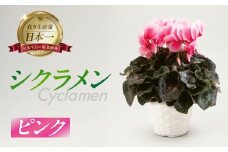 シクラメン ピンク 観葉植物 植物 5号鉢 人気 おしゃれ かわいい 初心者 枯れにくい 育てやすい お手入れ 室内 大鉢 中型 インテリア リビング 玄関 寝室 キッチン オフィス プレゼント ギフト 冬 クリスマス