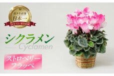 シクラメン ストロベリーフラッペ 観葉植物 植物 5号鉢 人気 おしゃれ かわいい 初心者 枯れにくい 育てやすい お手入れ 室内 大鉢 中型 インテリア リビング 玄関 寝室 キッチン オフィス プレゼント ギフト 冬 クリスマス