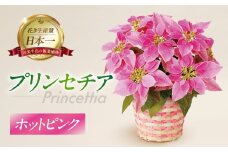 プリンセチア ホットピンク 観葉植物 植物 5号鉢 人気 おしゃれ かわいい お手入れ 室内 大鉢 中型 インテリア リビング 玄関 寝室 キッチン オフィス プレゼント ギフト 冬 クリスマス フラワーギフト