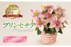 プリンセチア ピンクホワイト 観葉植物 植物 5号鉢 人気 おしゃれ かわいい お手入れ 室内 大鉢 中型 インテリア リビング 玄関 寝室 キッチン オフィス プレゼント ギフト 冬 クリスマス フラワーギフト