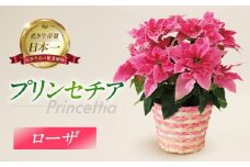 プリンセチア ローザ 観葉植物 植物 5号鉢 人気 おしゃれ かわいい お手入れ 室内 大鉢 中型 インテリア リビング 玄関 寝室 キッチン オフィス プレゼント ギフト 冬 クリスマス フラワーギフト