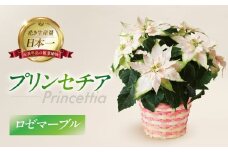 プリンセチア ロゼマーブル 観葉植物 植物 5号鉢 人気 おしゃれ かわいい お手入れ 室内 大鉢 中型 インテリア リビング 玄関 寝室 キッチン オフィス プレゼント ギフト 冬 クリスマス フラワーギフト