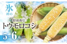 【先行予約】渥美半島産　寺田さんちのとうもろこし　バイカラー 5本～6本 約2kg とうもろこし デザート 農家直送 送料無料 朝採れ コーン 野菜 キャンプ BBQ バーベキュー おやつ 田原市 渥美半島 愛知県 夏 旬