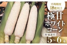 【先行予約】渥美半島産　青木さんちのとうもろこし　ホワイトコーン 5本～6本 約2kg とうもろこし デザート 農家直送 送料無料 朝採れ コーン 野菜 キャンプ BBQ バーベキュー おやつ 田原市 渥美半島 愛知県 夏 旬