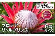 プロテア リトルプリンス 6号サイズ 1鉢 ワタライ園芸 プロテア 観葉植物 花 鉢植え 鉢 温室 植物 グリーン ガーデニング 花 フラワー