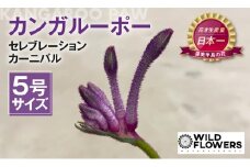 《先行予約》カンガルーポー セレブレーション カーニバル 5号サイズ 1鉢 ワタライ園芸 カンガルーポー 観葉植物 花 鉢植え 鉢 温室 植物 グリーン ガーデニング 花 フラワー