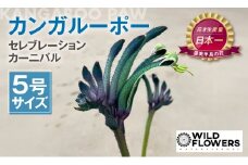 《先行予約》カンガルーポー セレブレーション マスカレード 5号サイズ 1鉢 ワタライ園芸 カンガルーポー 観葉植物 花 鉢植え 鉢 温室 植物 グリーン ガーデニング 花 フラワー