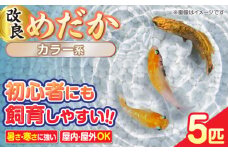メダカ5匹（カラー系）  改良メダカ めだか 生体 愛西市 / 株式会社プロスパージャパン [AEAK002]