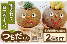 つちだくん2個セット  多肉 ポット セット 愛西市 / 花のひより園 [AEAX003]