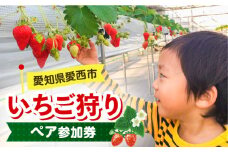 いちご狩り 40分食べ放題 ペア参加券  いちご 苺 いちご狩り 食べ放題 愛西市 / 有限会社マロンライフ[AEBN001]