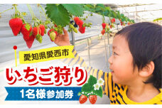 いちご狩り 40分食べ放題 1名様参加券  いちご 苺 いちご狩り食べ放題 愛西市 / 有限会社マロンライフ[AEBN002]