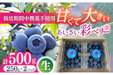 ＼毎年6月より順次発送／あいさい彩ベリー（ブルーベリー生果実）250g×2パック 産地直送 青果 ブルーベリー 愛西市 / あいさいベリーLABO [AEBZ002] フルーツ ブルーベリー 果物