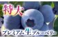 あいさい彩ベリー ブルーベリー 生果実 250g × 2パック 産地直送 青果 愛西 フルーツ