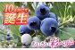 あいさい彩ベリー ブルーベリー 生果実 250g × 2パック 産地直送 青果 愛西 フルーツ