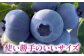 あいさいベリー ブルーベリー 冷凍果実 250g × 2パック 産地直送 腸活 美肌 愛西