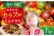 【先行予約】 ＼毎年10月より順次発送／ いろどりあざやか カラフルミニトマト 1.0kg 野菜 ミニトマト サラダ 愛西市 / 株式会社石原農園 [AEBG001]