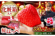 【先行予約】＼2026年1月下旬より順次発送／ 超特大玉いちご 完熟 紅ほっぺ (350g×2パック) いちご 果物 フルーツ 愛西市 / はしもと園芸 [AECD001]