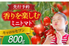 【先行予約】 ＼毎年10月より順次発送／ ミニトマト(キャロルセブン)800g トマト 野菜 新鮮 期間限定トマト 愛西市 / 株式会社石原農園 [AEBG005]