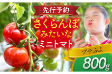 【先行予約】 ＼毎年11月より順次発送／ ミニトマト(プチぷよ)800g トマト 野菜 新鮮 期間限定トマト 愛西市 / 株式会社石原農園 [AEBG007]