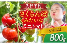【先行予約】 ＼毎年11月より順次発送／ ミニトマト(プチぷよ)800g トマト 野菜 新鮮 期間限定トマト 愛西市 / 株式会社石原農園 [AEBG007]