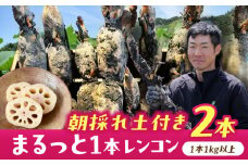 【先行予約】＼毎年9月より順次発送／ れんこん 2kg ＼TVでも紹介されました！！/ 産地直送！朝採れ土付き鍬掘りレンコン 野菜 れんこん 蓮根 愛西市 / レンコン兄弟 [AECL001]