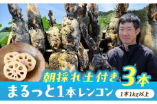 【先行予約】＼毎年9月より順次発送／ れんこん 3kg ＼TVでも紹介されました！！/ 産地直送！朝採れ土付き鍬掘り レンコン 野菜 れんこん 根菜 愛西市 / レンコン兄弟 [AECL002]
