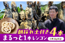 【先行予約】＼毎年9月より順次発送／ れんこん 4kg ＼TVでも紹介されました！！/ 産地直送！朝採れ土付き鍬掘り レンコン 野菜 れんこん 根菜 愛西市 / レンコン兄弟 [AECL003]