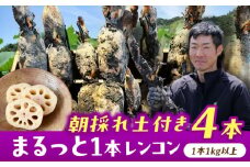 【先行予約】＼毎年9月より順次発送／ れんこん 4kg ＼TVでも紹介されました！！/ 産地直送！朝採れ土付き鍬掘り レンコン 野菜 れんこん 根菜 愛西市 / レンコン兄弟 [AECL003]
