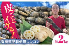 ＼毎年10月より順次発送／れんこん 2kg 土付き鍬掘り レンコン 蓮根 産地直送 野菜 愛西市 / 山三レンコン [AEBK001]