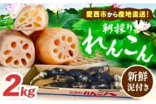 ＼毎年10月より順次発送／れんこん 2kg 土付き鍬掘り レンコン 蓮根 産地直送 野菜 愛西市 / 山三レンコン [AEBK001]