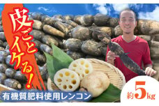 ＼毎年10月より順次発送／れんこん 5kg 土付き鍬掘り レンコン 蓮根 産地直送 愛西市 / 山三レンコン [AEBK002]
