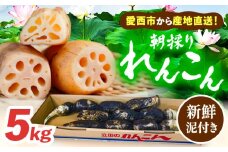＼毎年10月より順次発送／れんこん 5kg 土付き鍬掘り レンコン 蓮根 産地直送 愛西市 / 山三レンコン [AEBK002]