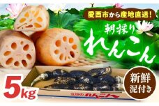 ＼毎年10月より順次発送／れんこん 5kg 土付き鍬掘り レンコン 蓮根 産地直送 愛西市 / 山三レンコン [AEBK002]