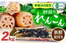 ＼毎年10月より順次発送／れんこん 2kg 有機JAS認証土付きレンコン 有機栽培 産地直送 野菜 愛西市 / 山三レンコン [AEBK003]