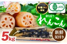 ＼毎年10月より順次発送／れんこん 5kg 有機JAS認証土付きレンコン 有機栽培 産地直送 野菜 愛西市 / 山三レンコン [AEBK004]