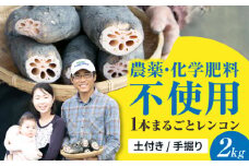 ＼毎年8月中旬より順次発送／ れんこん 2kg （SEIMEI） ＼農家直送！/ レンコン 蓮根 根菜 野菜 愛西市 / 水谷グルッポ  [AEBX001]