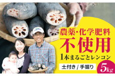 ＼毎年8月中旬より順次発送／ れんこん 5kg （SEIMEI） ＼農家直送！/ レンコン 蓮根 根菜 野菜 愛西市 / 水谷グルッポ  [AEBX002]