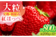 いちご 朝摘み  大粒 完熟紅ほっぺ 約200g×4パック フルーツ 紅ほっぺ 完熟 愛西市 / くぼ苺農園 [AECJ002]