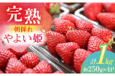 いちご 朝摘み  完熟やよい姫 約250g×4パック フルーツ やよい姫 完熟 愛西市 / くぼ苺農園 [AECJ003]