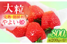 いちご 朝摘み  大粒 完熟やよい姫 約200g×4パック フルーツ やよい姫 完熟 愛西市 / くぼ苺農園 [AECJ004]