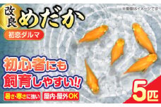 改良メダカ5匹 初恋ダルマメダカ メダカ 観賞魚 ダルマ  愛西市 / 株式会社プロスパージャパン [AEAK006]