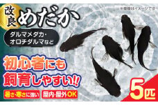 改良メダカ 5匹 ダルマメダカ メダカ オロチ 水槽 愛西市 / 株式会社プロスパージャパン [AEAK007]