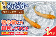 改良メダカ ウェディングドレス 1ペア メダカ 水槽 観賞魚 愛西市 / 株式会社プロスパージャパン [AEAK009]