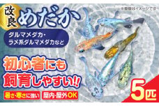 改良メダカ 5匹 ダルマメダカ メダカ ラメ 水槽 愛西市 / 株式会社プロスパージャパン [AEAK008]