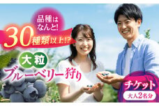 ブルーベリー狩り チケット 大人2人分 80分間食べ放題 中学生以上 狩り 体験 ブルーベリー 愛西市 / あいさいベリーLABO [AEBZ008]